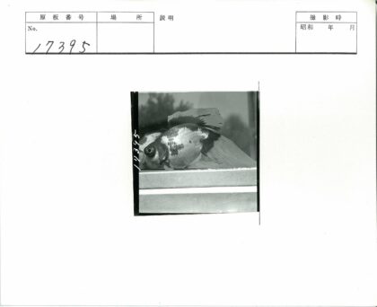 鱼缸游鱼玻璃反射特写.jpg