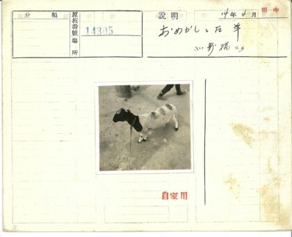 黑头羊系绳站立泥土地.jpg