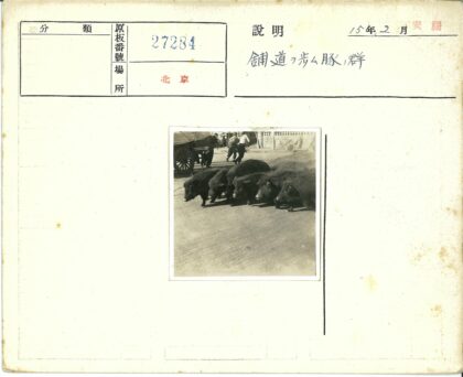 黑猪群行走与马车街景.jpg