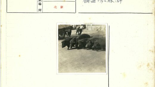 黑猪群行走与马车街景.jpg