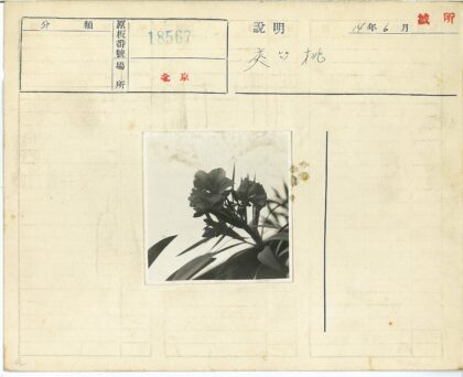 黑白花卉与树叶摄影.jpg