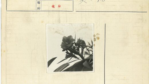 黑白花卉与树叶摄影.jpg