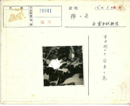 黑白花朵与叶影.jpg