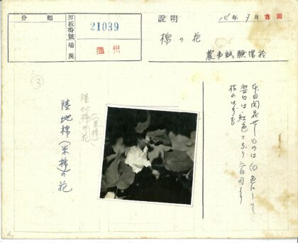 黑白花朵与大叶特写.jpg