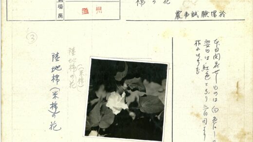黑白花朵与大叶特写.jpg