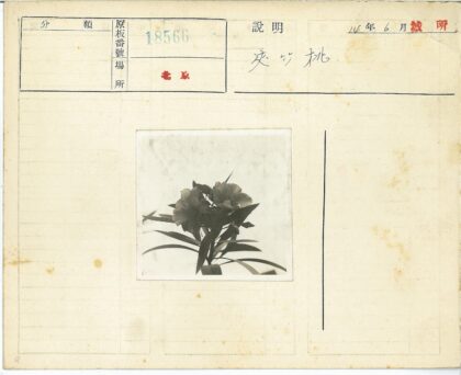 黑白长叶花卉特写.jpg
