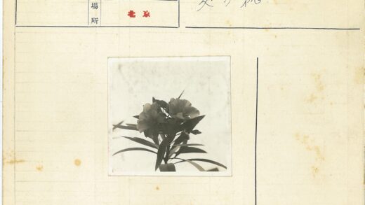 黑白长叶花卉特写.jpg