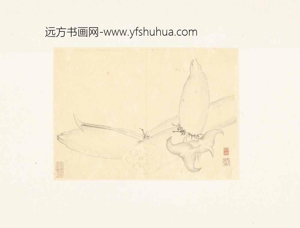 边寿民花卉册页