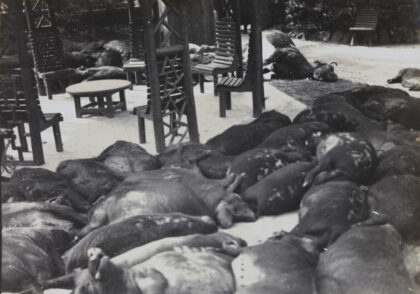 【jpg清晰版】1937年上海公共花园通过船只运入并丢弃的死猪和死牛.jpg