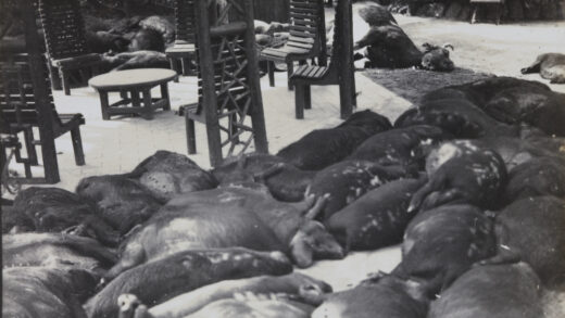 【jpg清晰版】1937年上海公共花园通过船只运入并丢弃的死猪和死牛.jpg