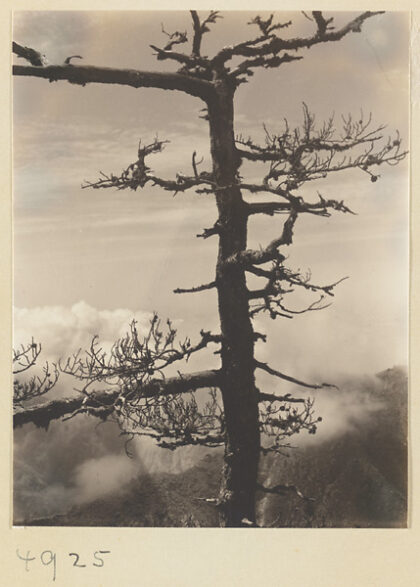 【jpg清晰版】华山南峰松树与山景.jpg