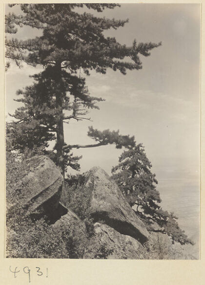 【jpg清晰版】华山松树与山景背景为河流平原.jpg