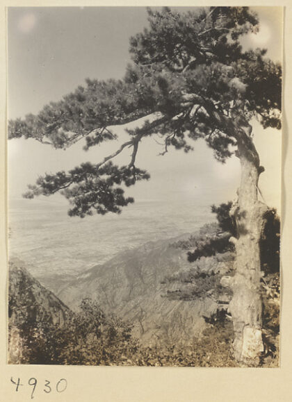 【jpg清晰版】华山松树与山景背景为河流平原.jpg