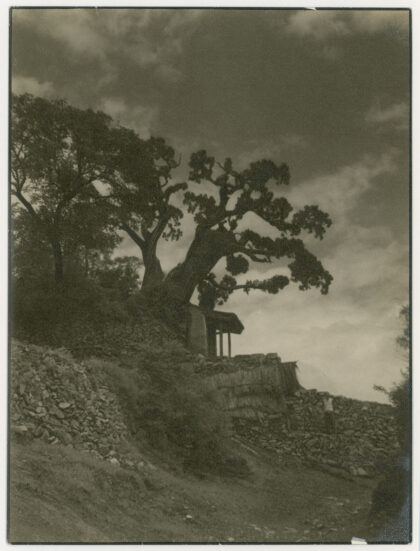 【jpg清晰版】山坡小路旁一座小神社边的古树.jpg
