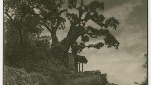 【jpg清晰版】山坡小路旁一座小神社边的古树.jpg