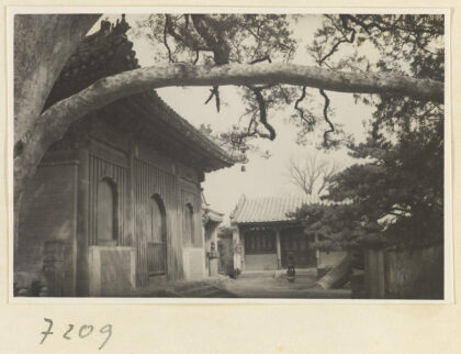【jpg清晰版】戒台寺九龙松的树枝和两座寺庙建筑的立面.jpg
