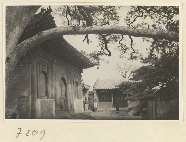 【JPG清晰版】戒台寺九龙松的树枝和两座寺庙建筑的立面