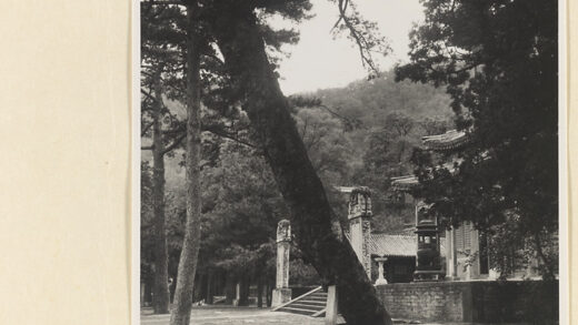 【jpg清晰版】戒台寺的松树树干由石碑支撑.jpg