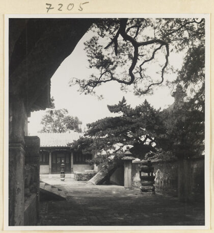 【jpg清晰版】戒台寺的松树靠在墙上.jpg