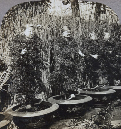 【jpg清晰版】柑橘植物河南寺花园广州.jpg