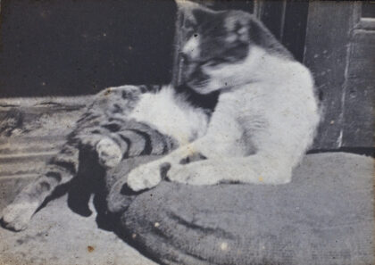 【jpg清晰版】条纹猫在靠垫上上海.jpg