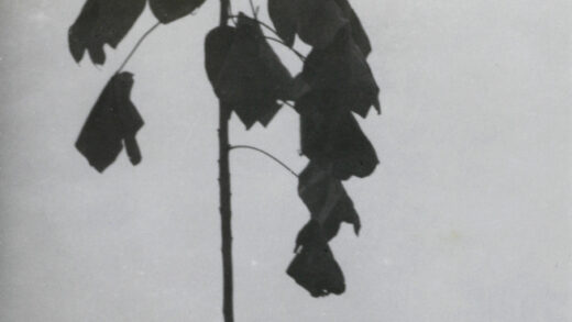 【jpg清晰版】植物的剪影.jpg