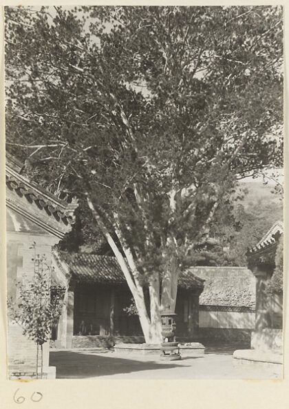 【jpg清晰版】潭柘寺庭院展示树木和香炉.jpg