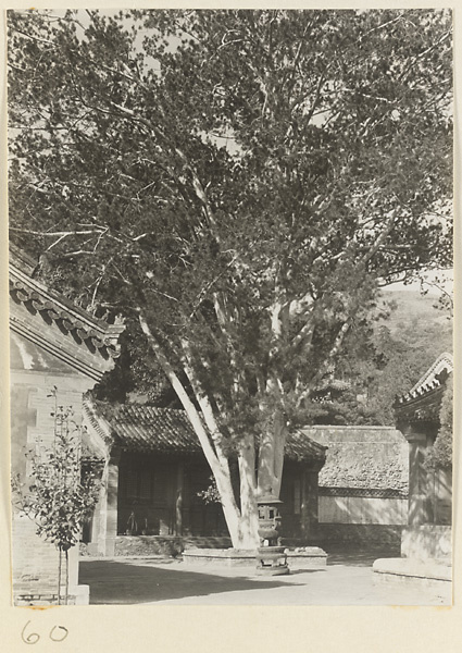 【JPG清晰版】潭柘寺庭院展示树木和香炉