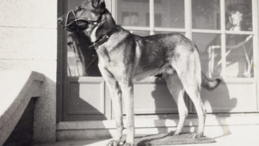 【jpg清晰版】约翰逊家的爱犬雷克斯上海.jpg