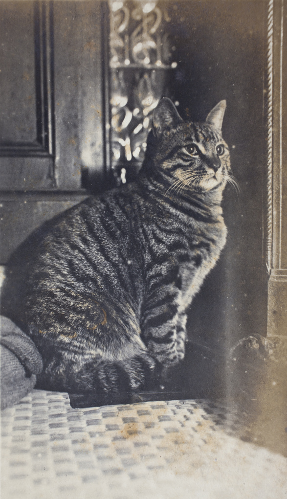 【JPG清晰版】虎斑猫上海市虹口区通山路号