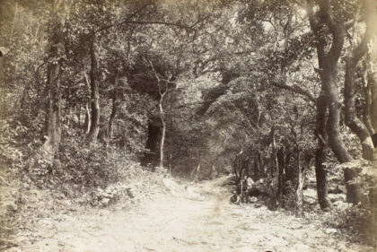 【jpg清晰版】通往肇庆鼎湖鼎湖山寺的林间小路.jpg