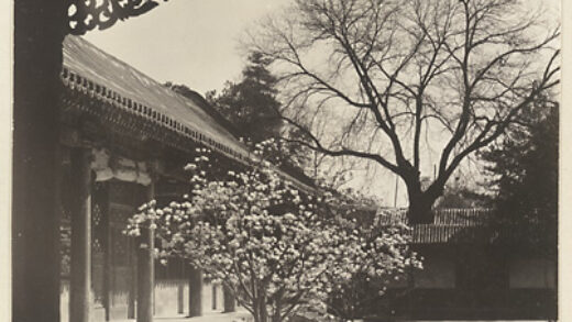 【jpg清晰版】颐和园庭院展示开花的树.jpg