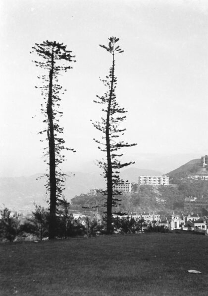 【jpg清晰版】香港植物园内的两棵高大树木.jpg
