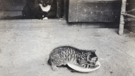 【jpg清晰版】黑白花猫和虎斑小猫上海市虹口区通山路35号.jpg