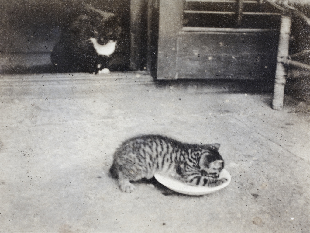 【JPG清晰版】黑白花猫和虎斑小猫上海市虹口区通山路号