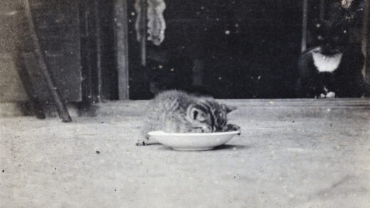 【jpg清晰版】黑白花猫和虎斑纹小猫上海市虹口区通山路35号.jpg