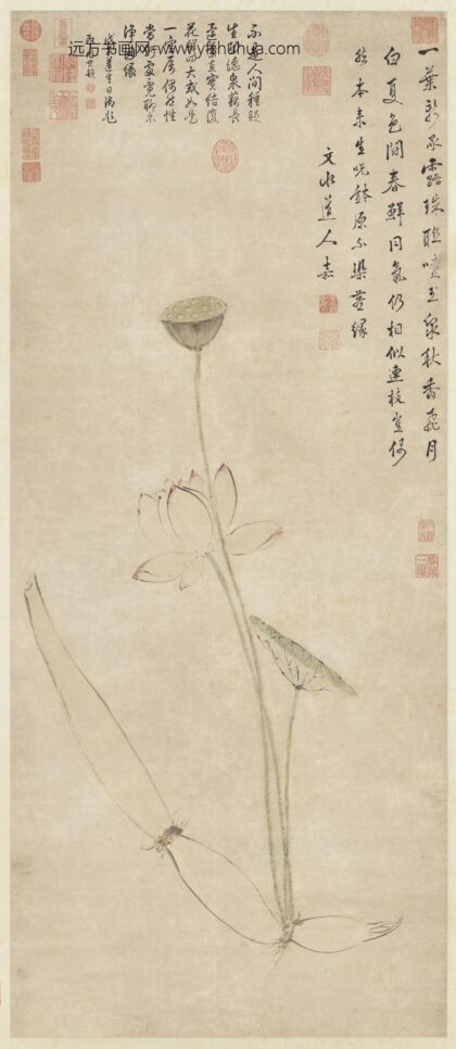 明文嘉画莲藕净因轴.jpg