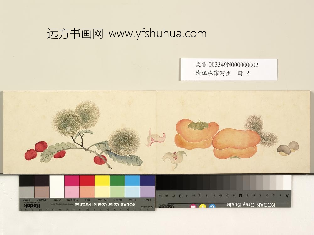 清汪承霈写生册画菱角等三蔬果