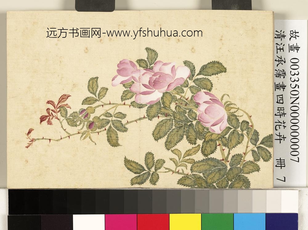 清汪承霈画四时花卉册月季