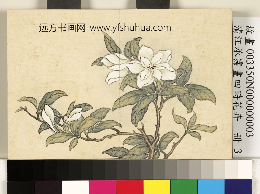 清汪承霈画四时花卉册栀枝