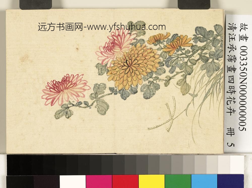 清汪承霈画四时花卉册菊花