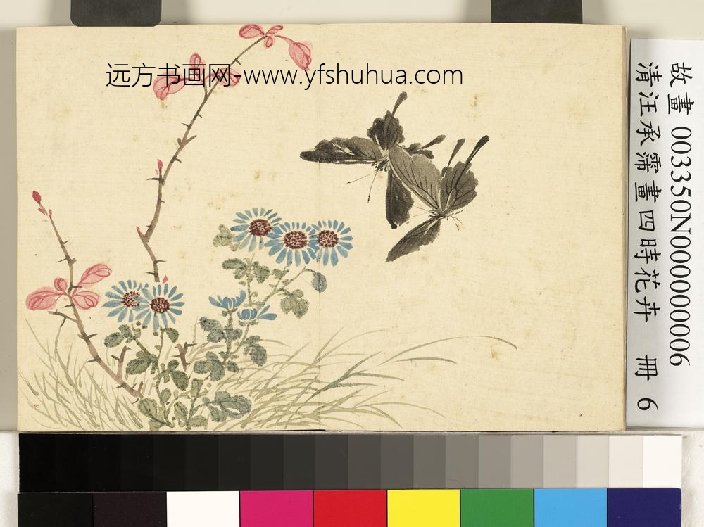 清汪承霈画四时花卉册菊花小蝶
