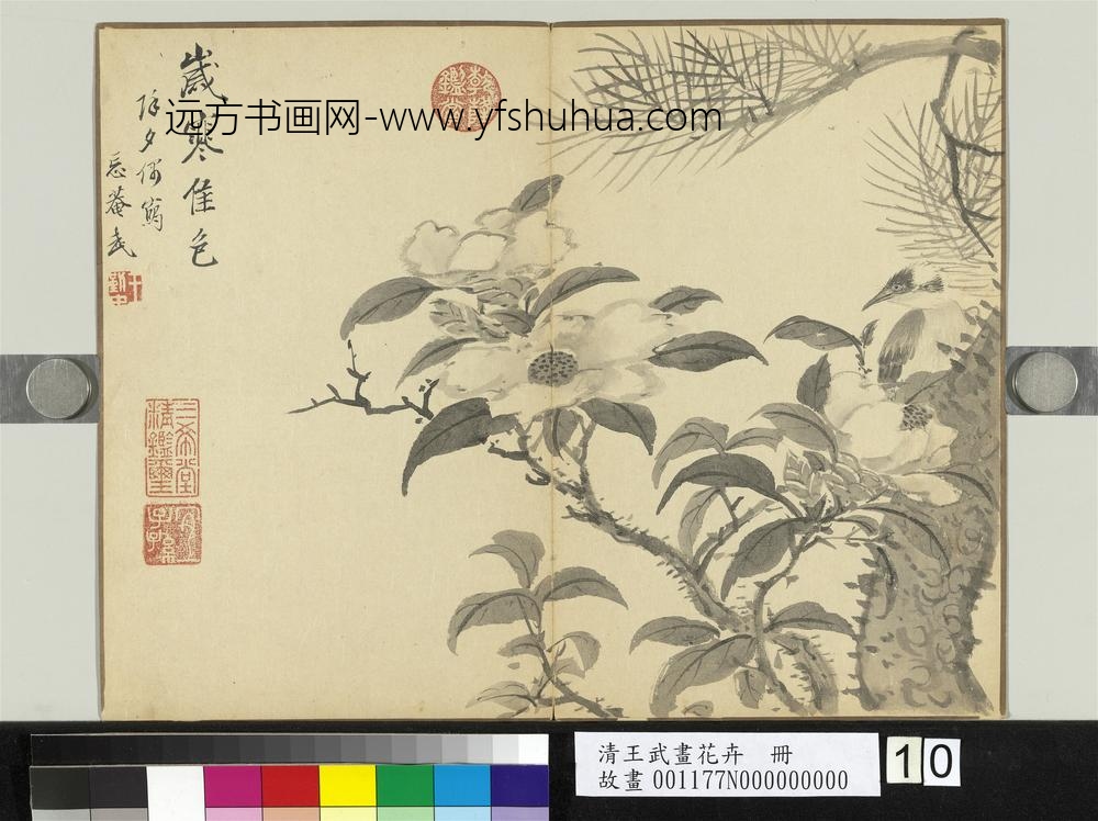 清王武画花卉册松下山茶