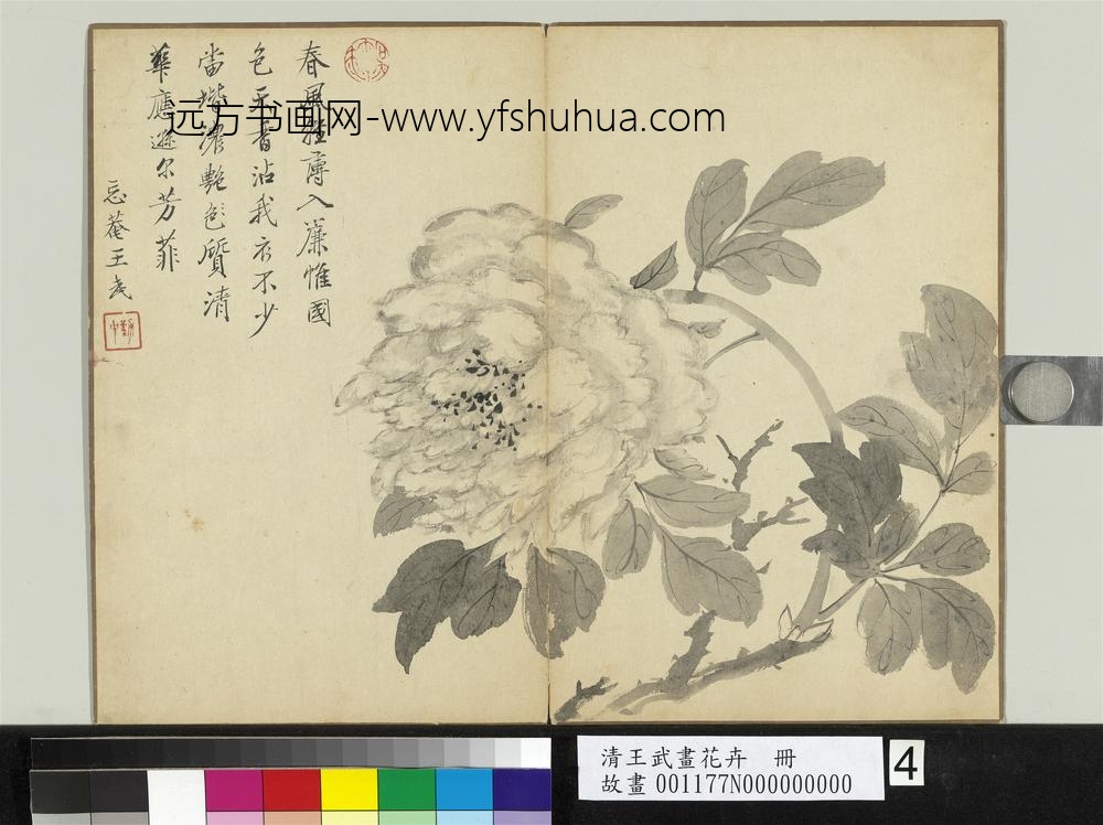 清王武画花卉册牡丹