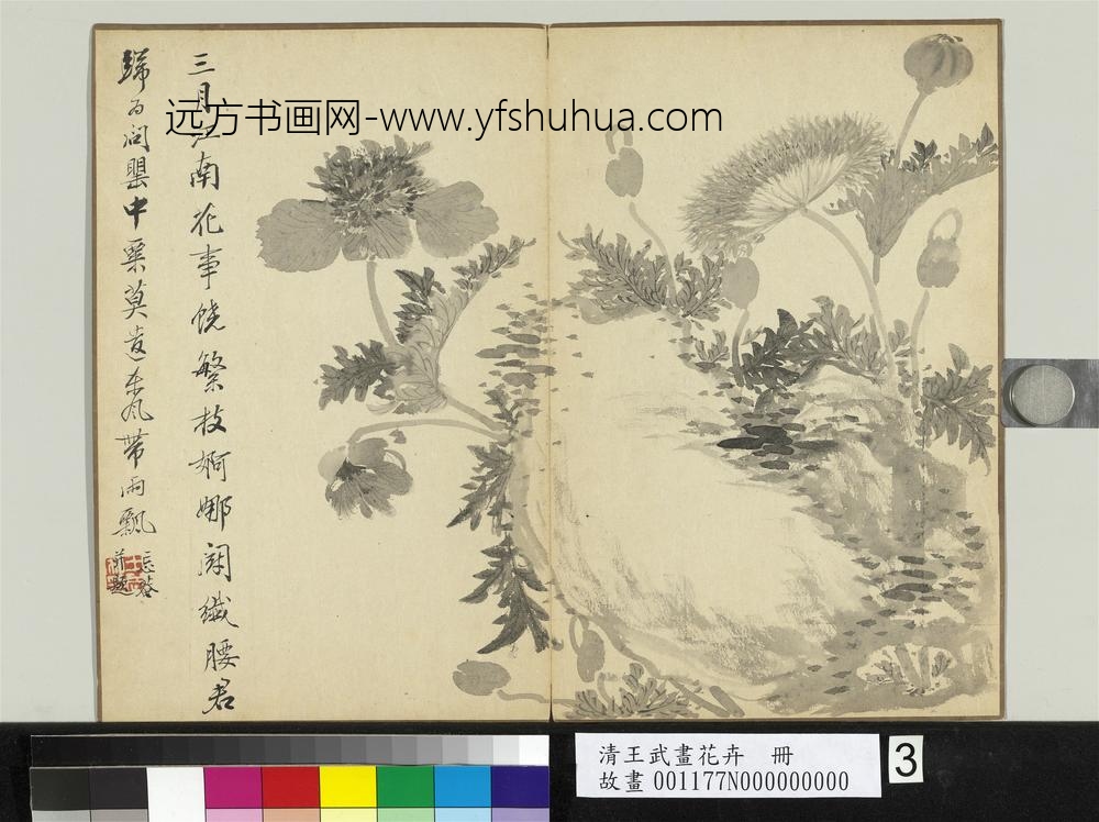 清王武画花卉册石边罂粟