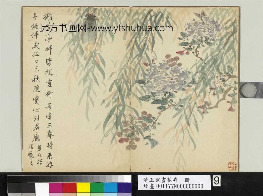 清王武画花卉册秋柳栖蝉