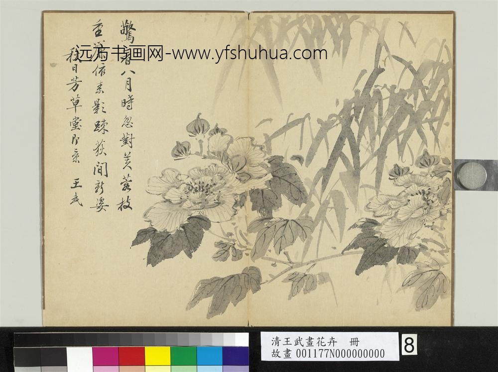 清王武画花卉册竹下木芙蓉