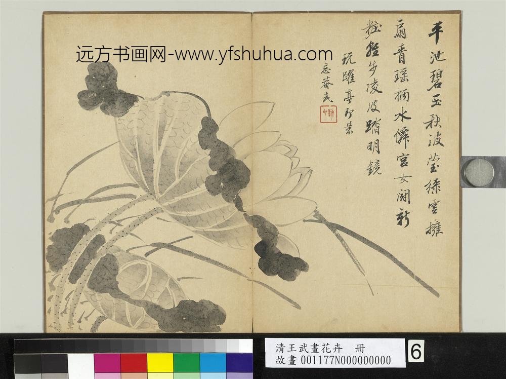 清王武画花卉册荷花