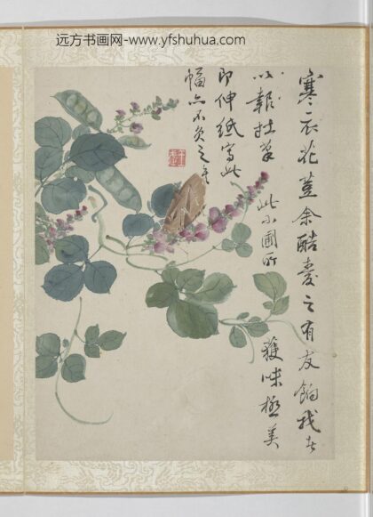 清王武花卉册扁荳花.jpg