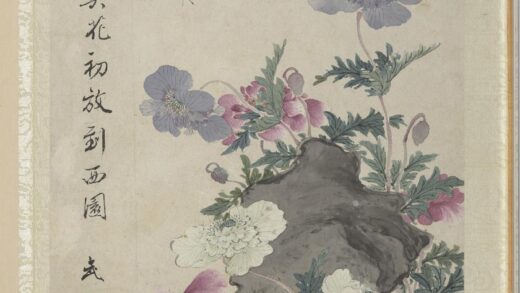 清王武花卉册虞美人.jpg